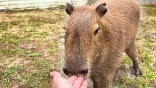 What Do I Do When I'm Not Petting My Capybaras?