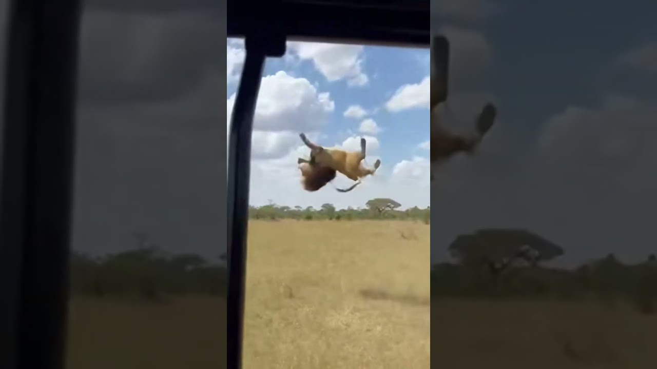 Buffalo SAVES Tourists from Lion on Safari! 🐃 사파리 영웅 🐃 サファリの英雄 