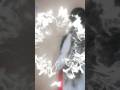 mor Dil ka Dhadkan ##cgreels #viral #trading #song #viral #shorts ♥️♥️♥️🎵🎵🎀🎀🎵♥️♥️