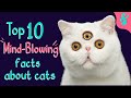  top 10 mindblowing facts about cats  furry feline facts 