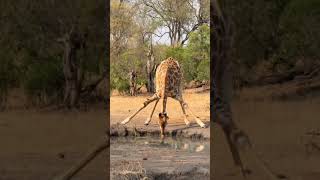 Giraffe Drinking Water at jungle. #giraffe #animals #shorts #reels