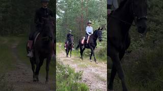 Join Me On A Trail Ride In Norway With My Friend And My Horses horse equestrian shorts