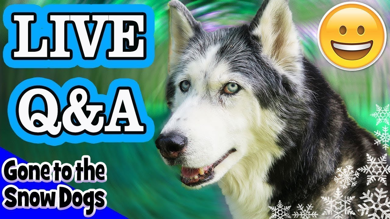 Huskies Live Q&A Talking Dog Cancer, Surgery, and Health Updates YouTube