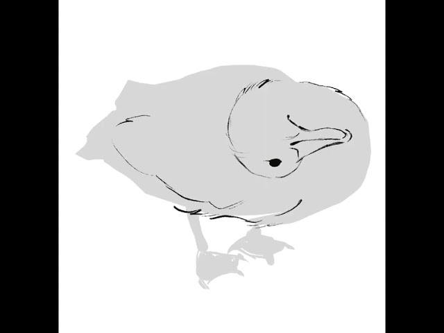 #Duck🙃 | #art by #houvv