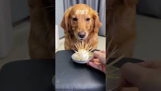 You are a real dog!🙄🙄🙄#funny pets #funny dog #funnyvideo #shorts