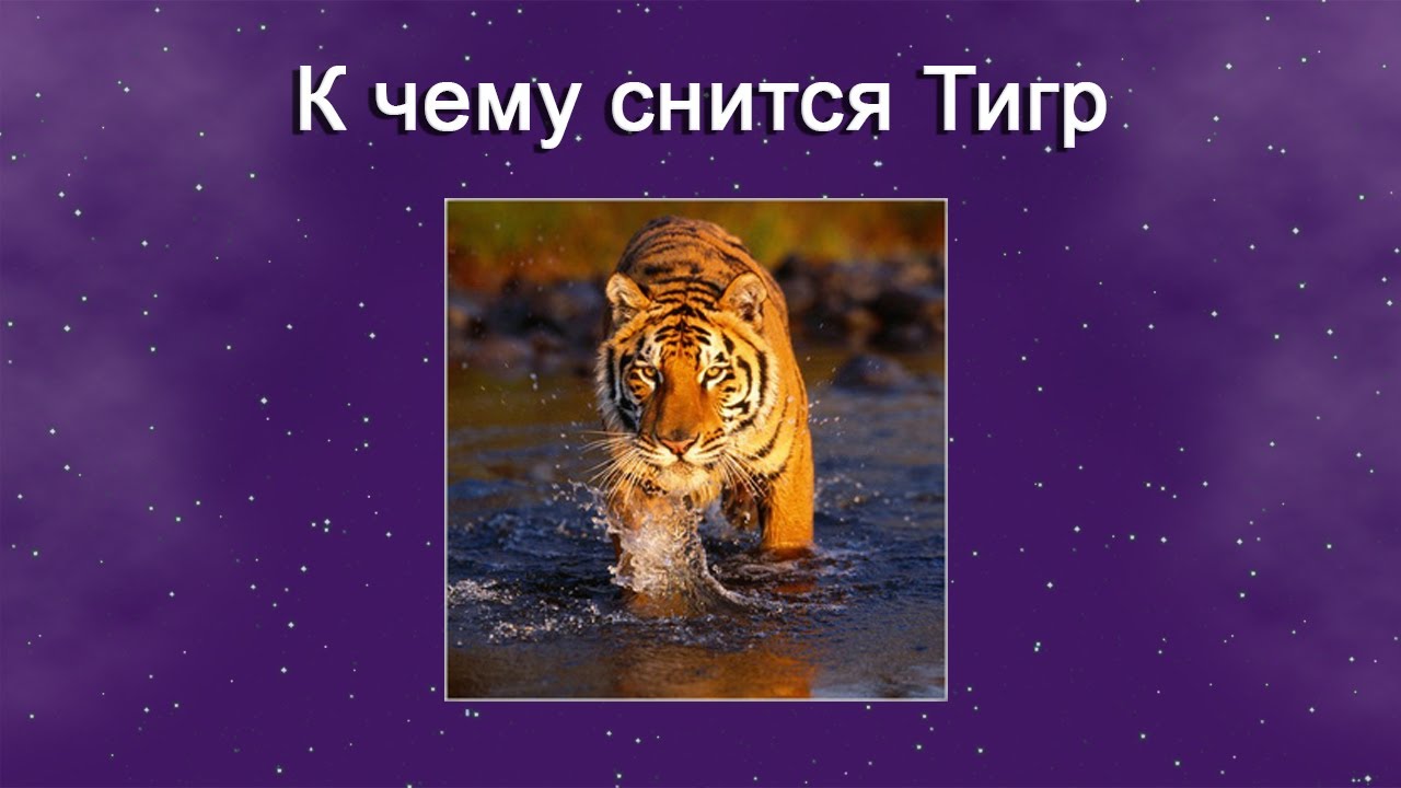 К чему снится Тигр – толкование сна по Соннику
