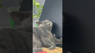 Funny cats #cat #kitten #funnycats #funnyvideo #catvideos #catshorts