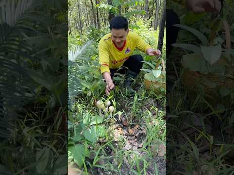 เห็ดระโงกดอกส่ำแขนจุ้มใหญ่คัก!!