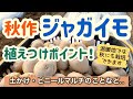 秋ジャガイモの植えつけ・ポイントを押さえてたくさん収穫しよう！【植えつけ方の一例】