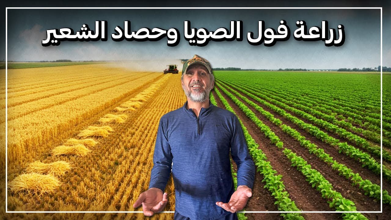 زراعه فول الصويا وحصاد الشعير