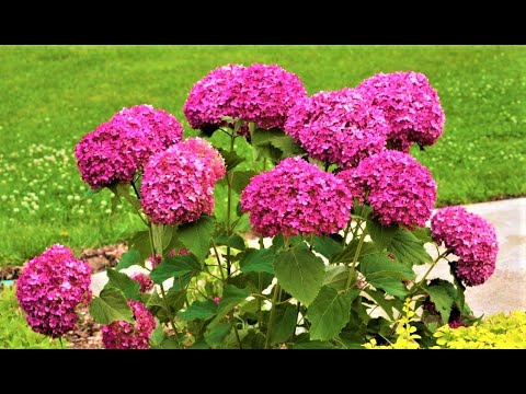 Βίντεο: Ανθίζει το Astilbe όλο το καλοκαίρι - Μάθετε για την ώρα άνθισης του φυτού Astilbe