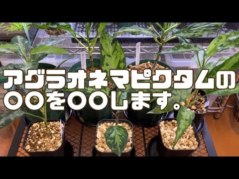 第41話】「アグラオネマピクタムの〇〇を〇〇します。」 - YouTube