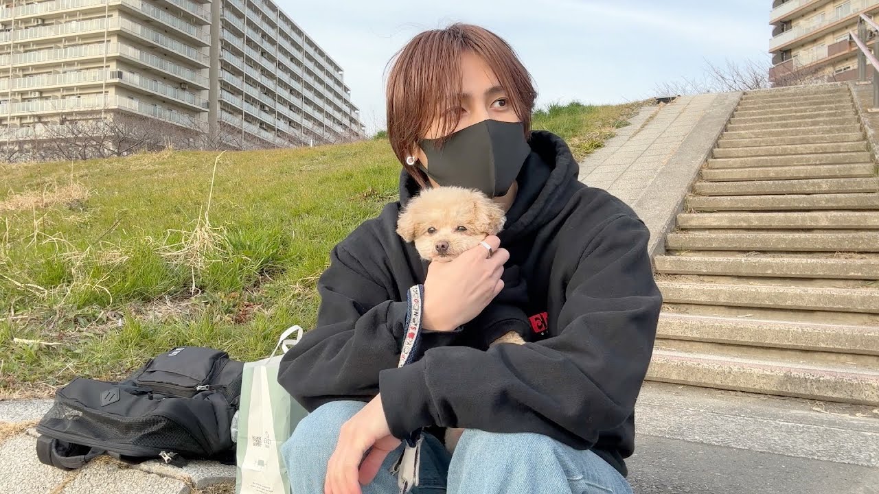 Это медленная жизнь крошечного той-пуделя и холостяка.