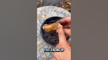 How to Plant a Mango Seed!🥭🌿