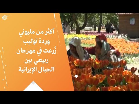أكثر من مليوني وردة توليب ز رعت في مهرجان ربيعي بين الجبال الإيرانية