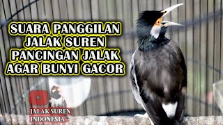 🔴 SUARA PANGGILAN JALAK SUREN, PANCINGAN JALAK AGAR BUNYI GACOR