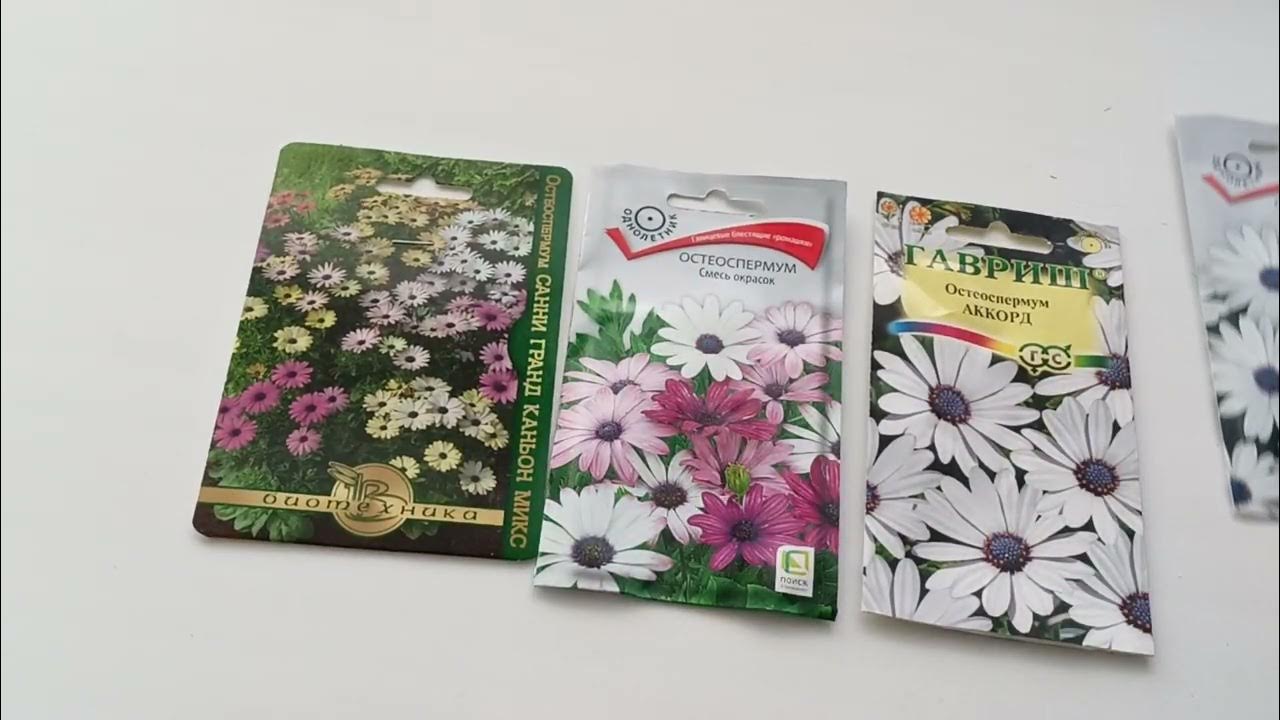 Остеоспермум-самые красивые ромашки различной окраски.Оптимальные сроки ...