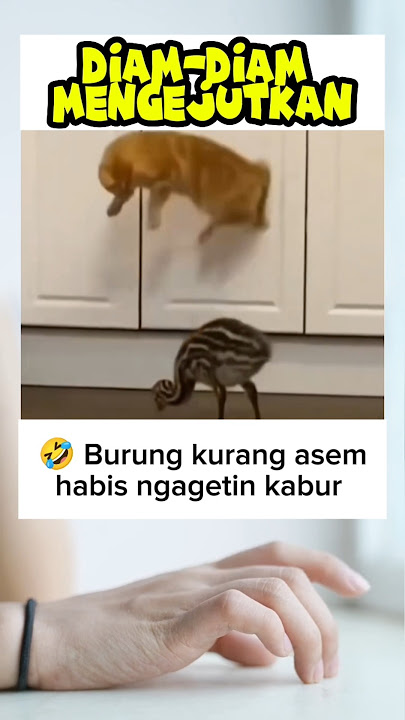 🤣 diam-diam mengejutkan #kucinglucu #komedi #cat #kocak #ngakak #lucuabis