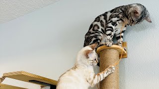 Smart Cats on a Wall: Fetch! Fall! Fun!