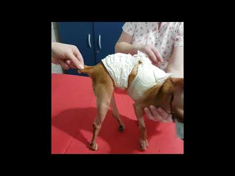 Vídeo: Malformação Da Coluna Vertebral Em Cães