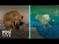 He was beaten every time he barked and was left mute from fear | Positive