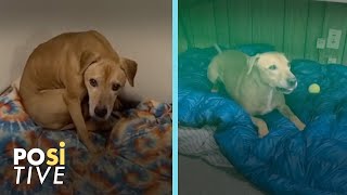 He was beaten every time he barked and was left mute from fear | Positive