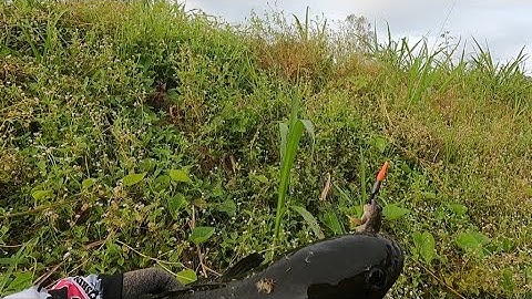 Câu cá lóc mùa nước lũ về | nhái thật | Long chu du fishing