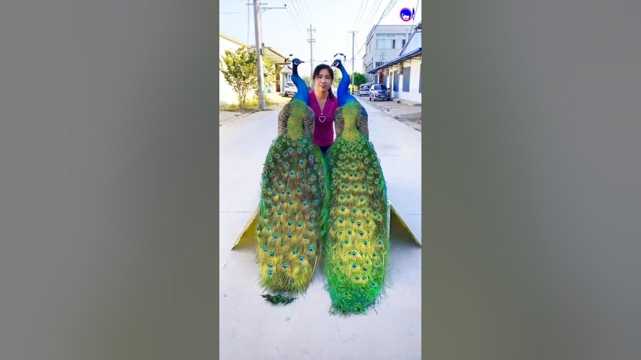 peacock drawing #peacock #shorts #song #bollywood #hindisong peacock drawing #peacock #shorts #song #bollywood #hindisong