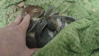 Back Scratchies by The Cumming Nuthouse Wildlife Facility 502 views 1 year ago 56 seconds