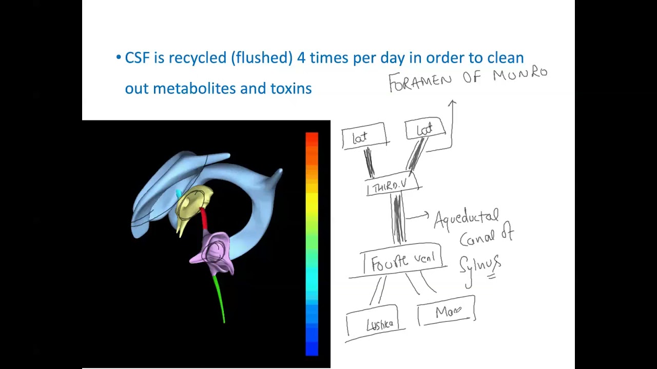 Hydrocephalus By Dr.Anand ( Nelson Updates 2021 )