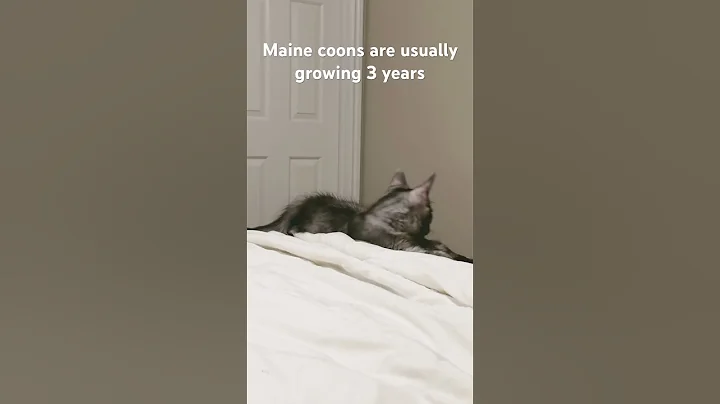 Video 3671591: mainecoon kitten catlover cats, mainecoon kitten catlover funnycats, mainecoon cat kitten love, maine coon cat growing