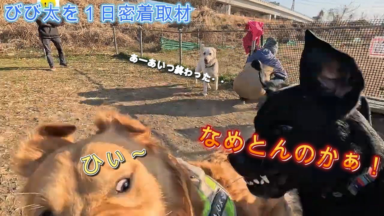 びび太（犬）の冒険　日常編　びび太密着取材　26.01.18
