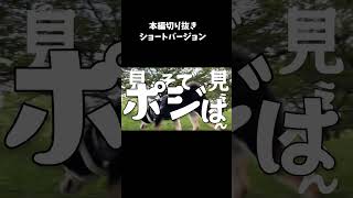 【切り抜き】【アイドル】を天才的な柴犬様が替え歌した