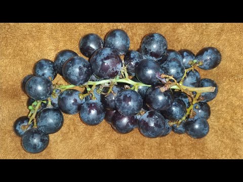Eating tropical grapes