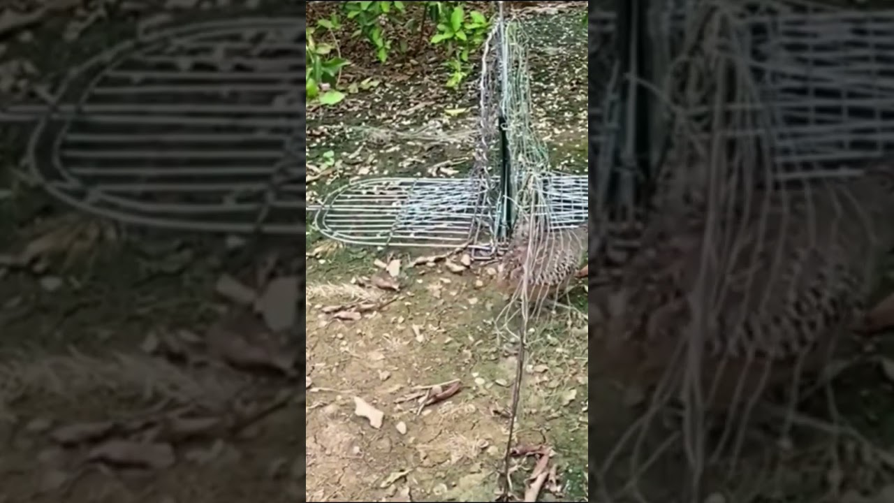 Jebakan burung puyuh liar.