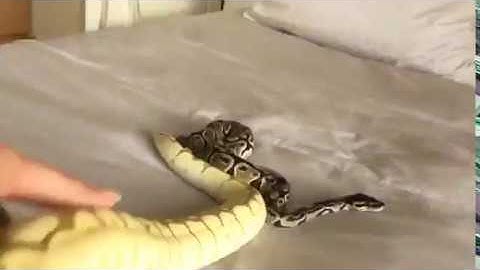 Norman and Australia - Timelapse (Snake - Ball Python)