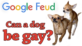 [Google Feud] Can a dog be gay?!