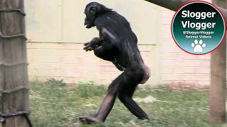 Short Weekend - Bonobos Full Of Energy