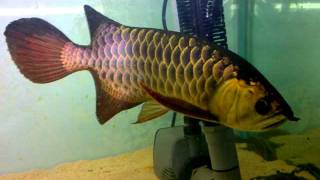 arowana golden bluebase