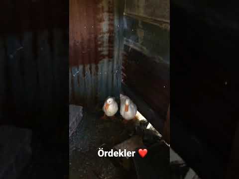 Ördek ❤️