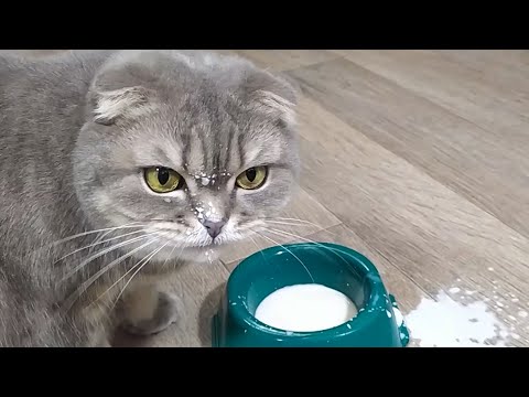 Кошка в Молоке