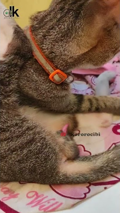 Kucing Ereksi