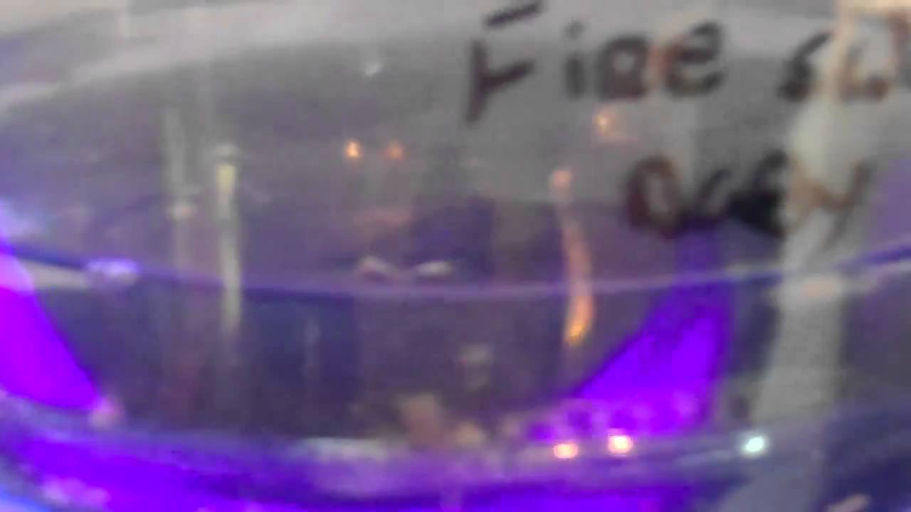 tarantula spider AWESOME AXOLOTLS