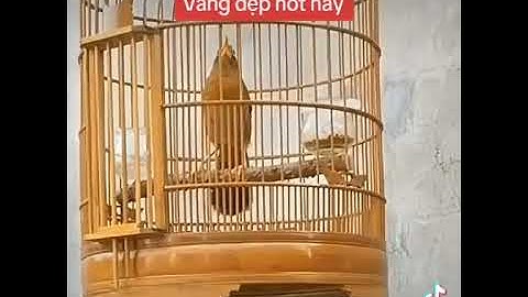 Hàng thật chất