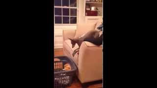 Italian Greyhound Loses her Weasel by Sterling The Iggy 920 views 9 years ago 2 minutes, 48 seconds