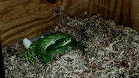 Green Tree Python - Biak x Cyclops - Incubation