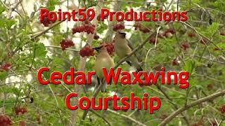 Cedar Waxwing courtship