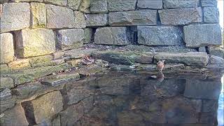 Bath Time for the Garden Birds | Discover Wildlife | Robert E Fuller