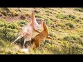 Best of South American animals | Top 5 | BBC Earth