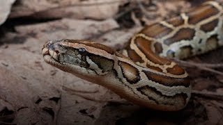 Тигровый питон (лат. Python molurus)